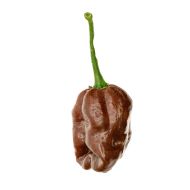 Habanero Chocolate - 10 seeds