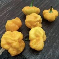 MA Daisy Cutter Yellow - 10 seeds