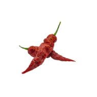Leviathan Gnarly Scorpion - 10 seeds