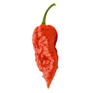 Bhut Jolokia - 10 seeds