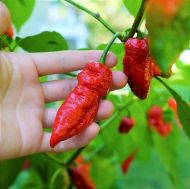 Bhut Jolokia - 10 seeds
