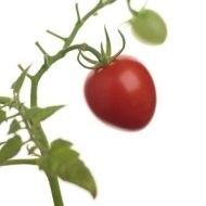 ABC Potato-leaf - чери домати - 15 бр семена