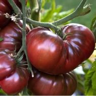 Zakopane (Zakopane, Zwarte Cevennes) - beefsteak tomato - 15 pcs. seeds