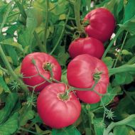 Brandy Boy F1 - beefsteak tomato - 15 seeds