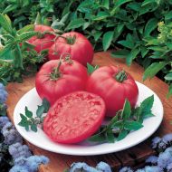 Brandy Boy F1 - beefsteak tomato - 15 seeds