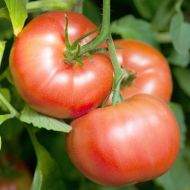 Queen of the Early ones (Reine des Hâtives) - tomatoes - 15 seeds