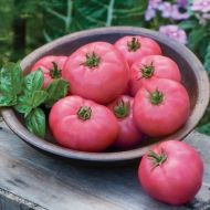 Big Pink F1- beefsteak tomato -15 seeds