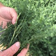 Dill seeds - 4500 pcs. / 5 g.