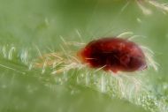 Spidermite control 100мл - органичен инсектицид и фунгицид