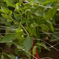 Trellis Netting for plants and vegetables 1.53m x 1m (linear meter)