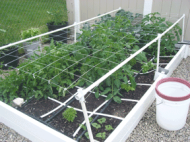 Trellis Netting for plants and vegetables 1.53m x 1m (linear meter)