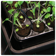  ROOT!T Thermostat for Heat Mat for seed germination (digital)